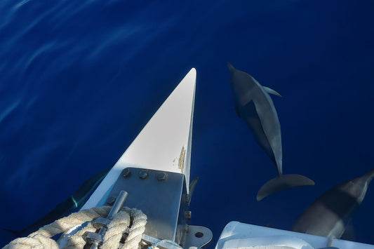 Dolphins swimming with catamaran