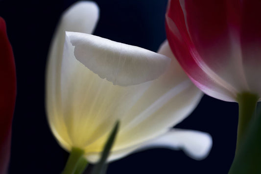 White & pink tulips in light