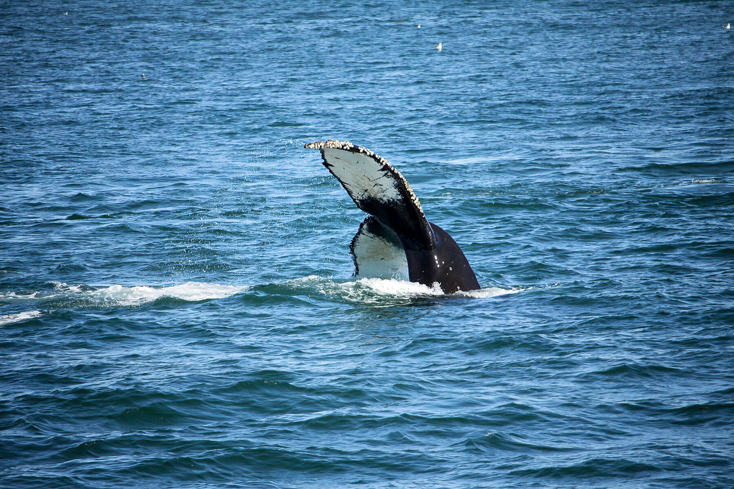 Whale tail going underwater II