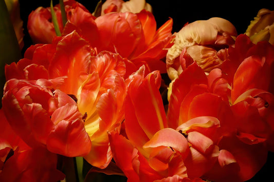 Ramo de tulipanes loro Primer plano X