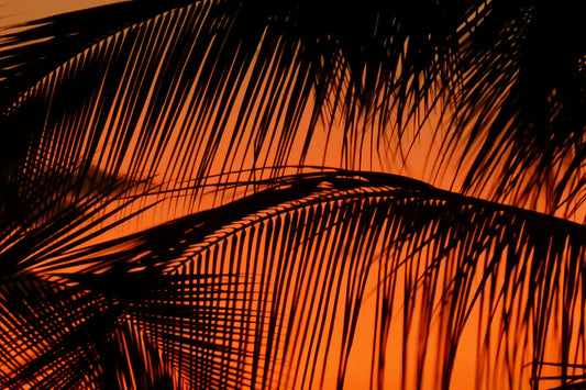 Las palmas se cierran sobre el cielo naranja