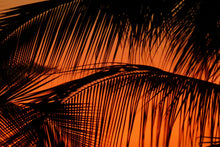 Cargar imagen en el visor de la galería, Palms close up over orange sky
