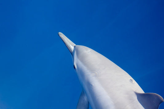 Retrato de delfines