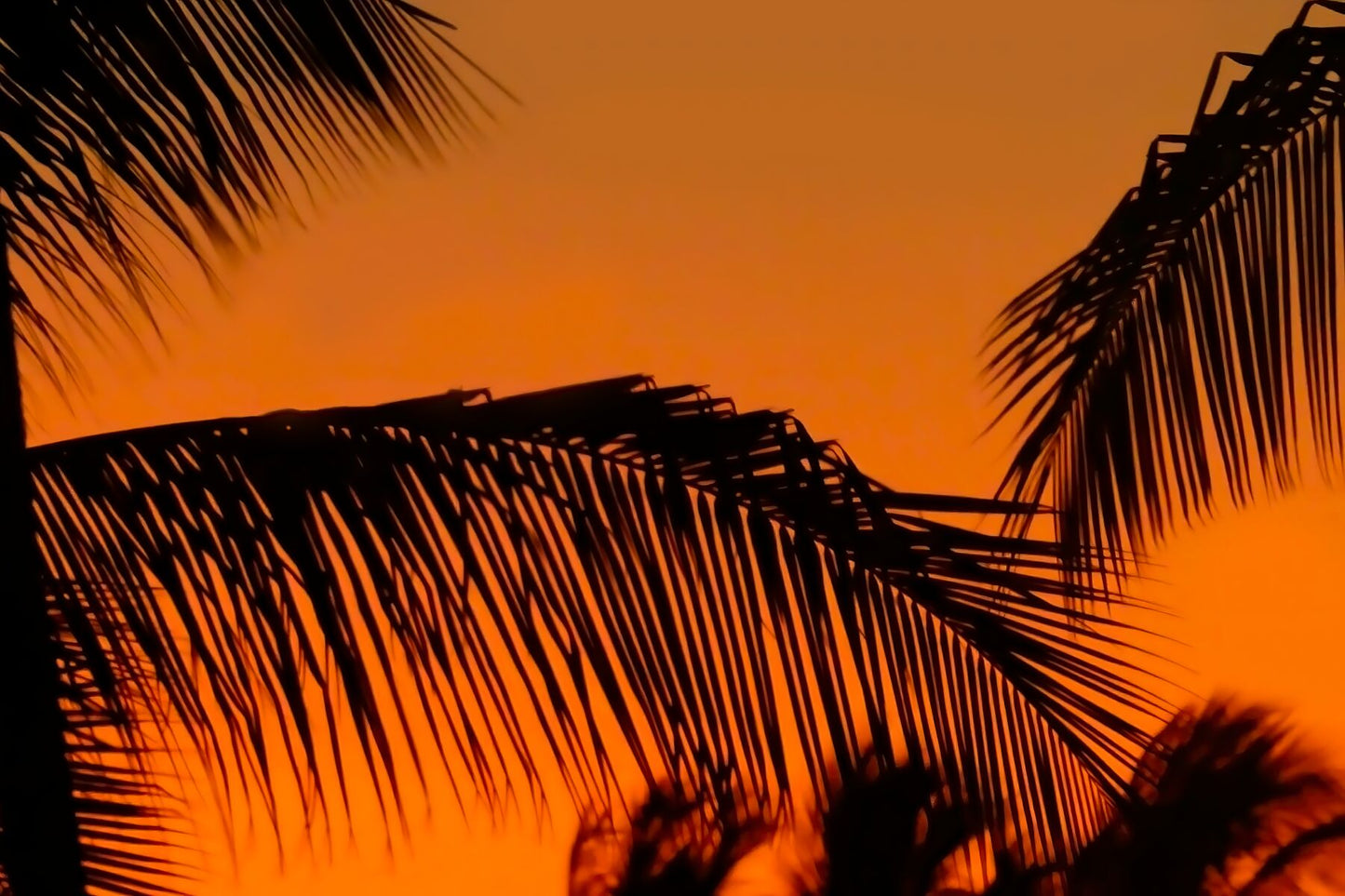 Palm tree close up at sunset