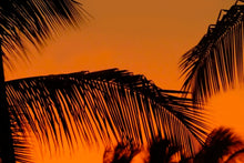 Load image into Gallery viewer, Palm tree close up at sunset
