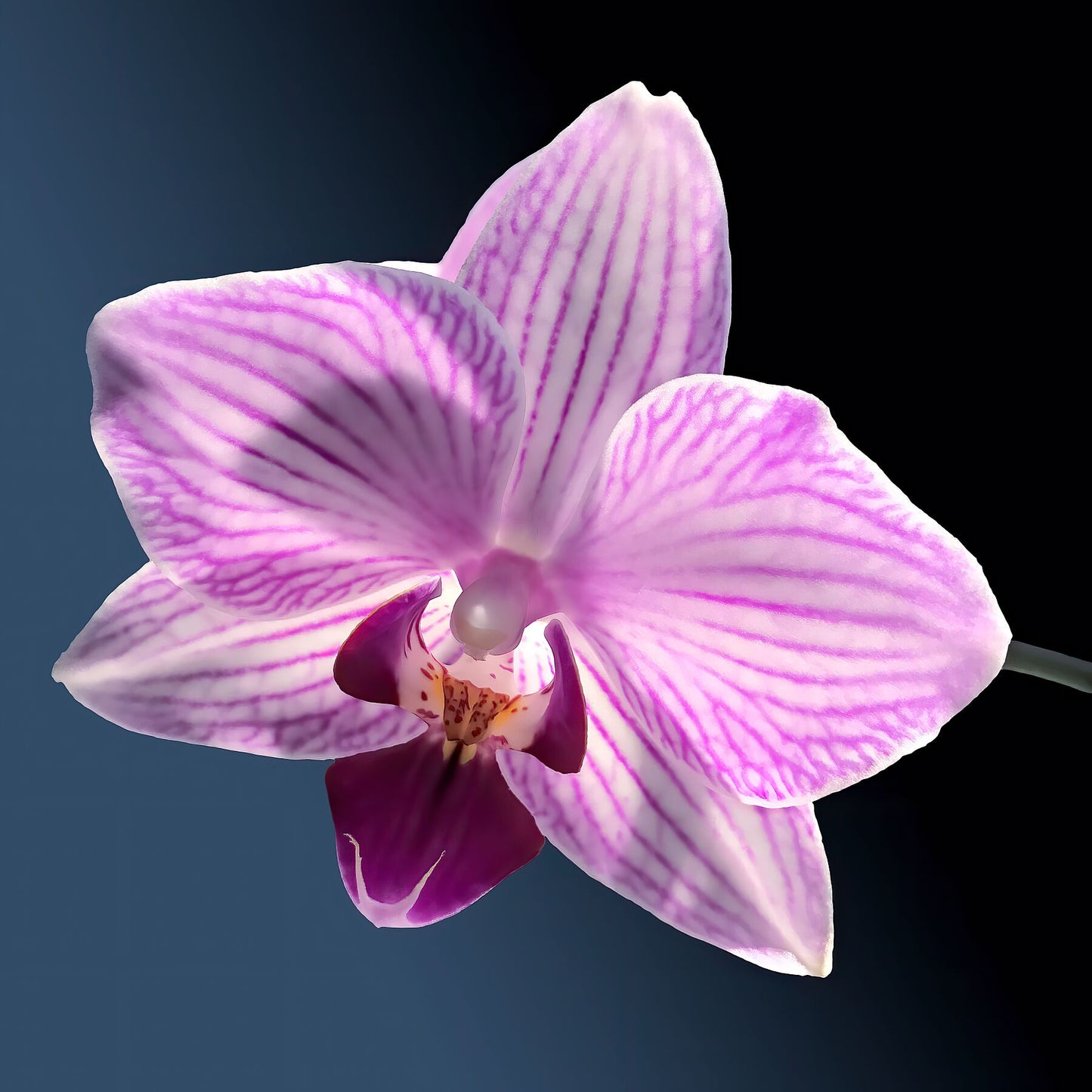 Orchidée solitaire flottante au soleil