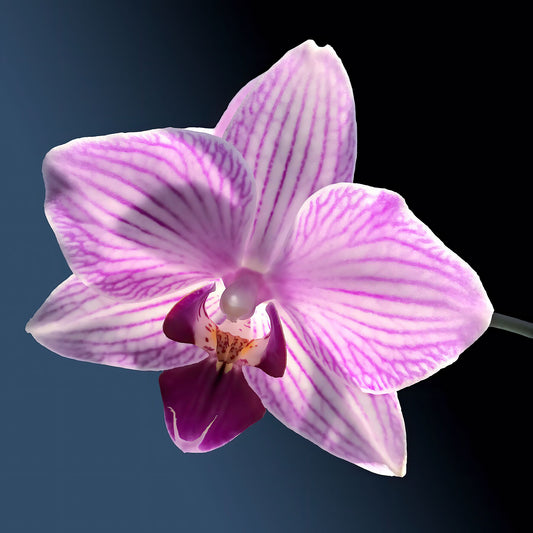 Orquídea solitaria flotante bajo la luz del sol