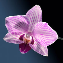 Load image into Gallery viewer, Floating Lone Orchid in sunlight

