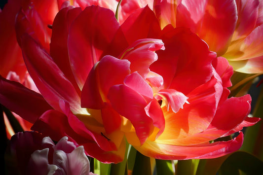 Tulipe perroquet rouge gros plan