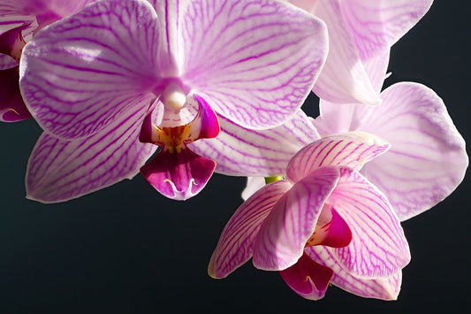 Pink and White Orchids in sunlight close up