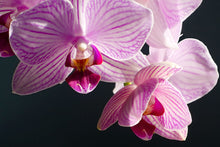 Load image into Gallery viewer, Pink and White Orchids in sunlight close up
