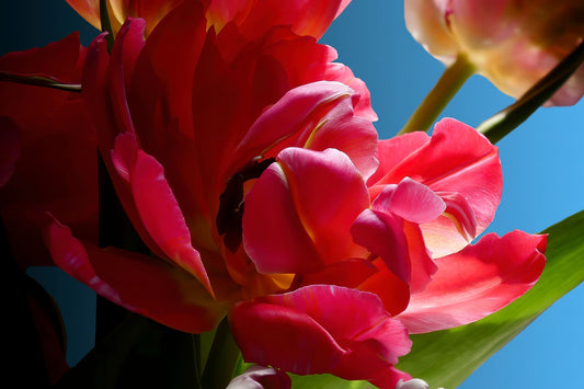 Open fushia tulip close up