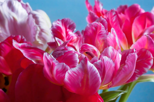 Pétalos de tulipanes loros rosados ​​cerrar III
