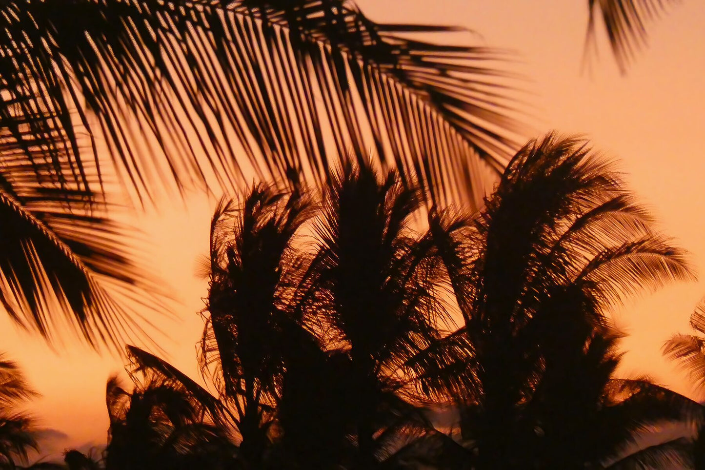 Coucher de soleil rose à Hawaï