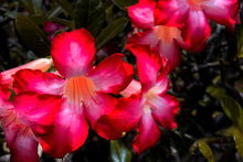 Load image into Gallery viewer, Impala Lily close up II
