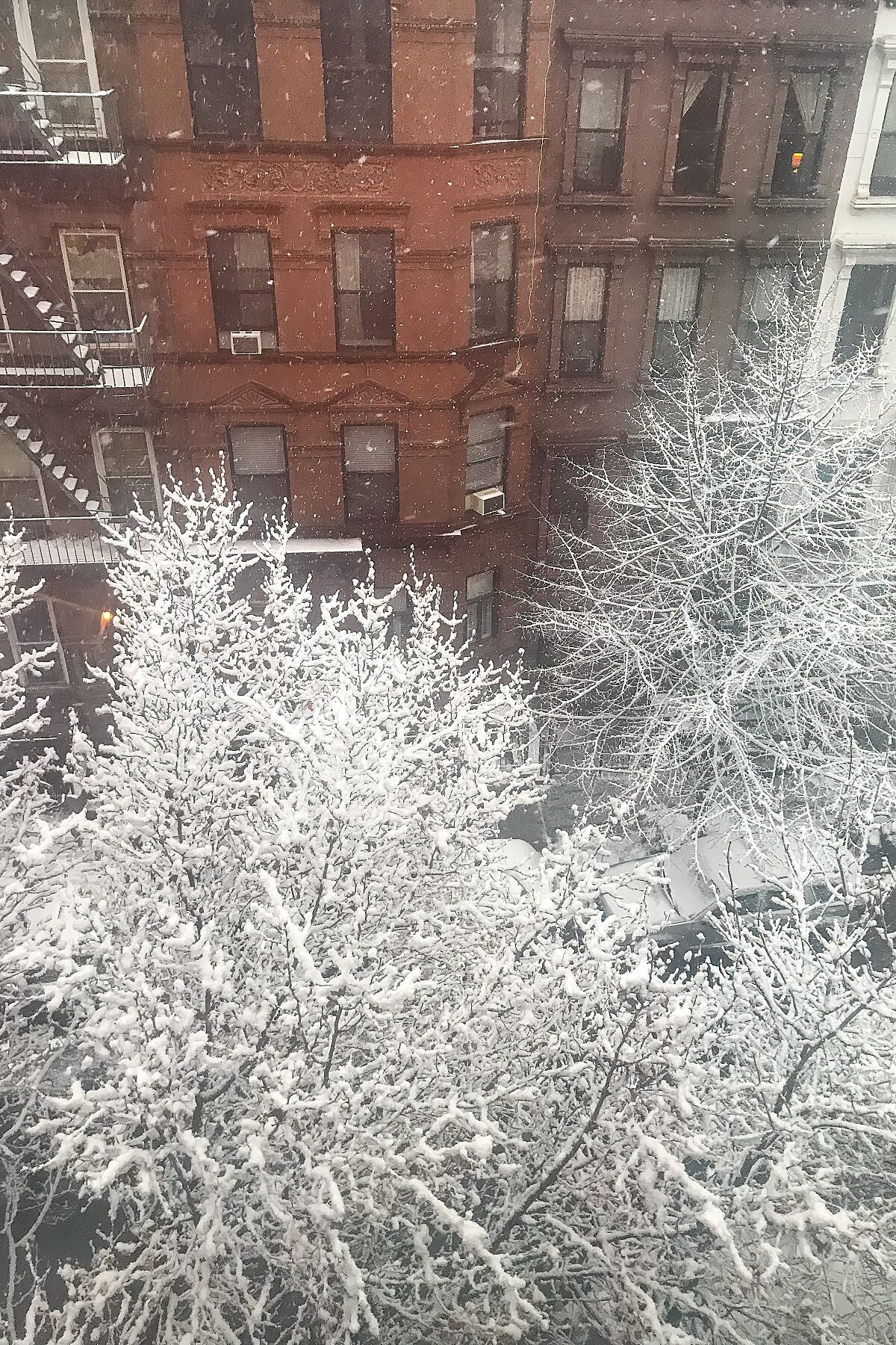 Árboles nevados en Harlem