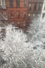 Load image into Gallery viewer, Snowy trees in Harlem
