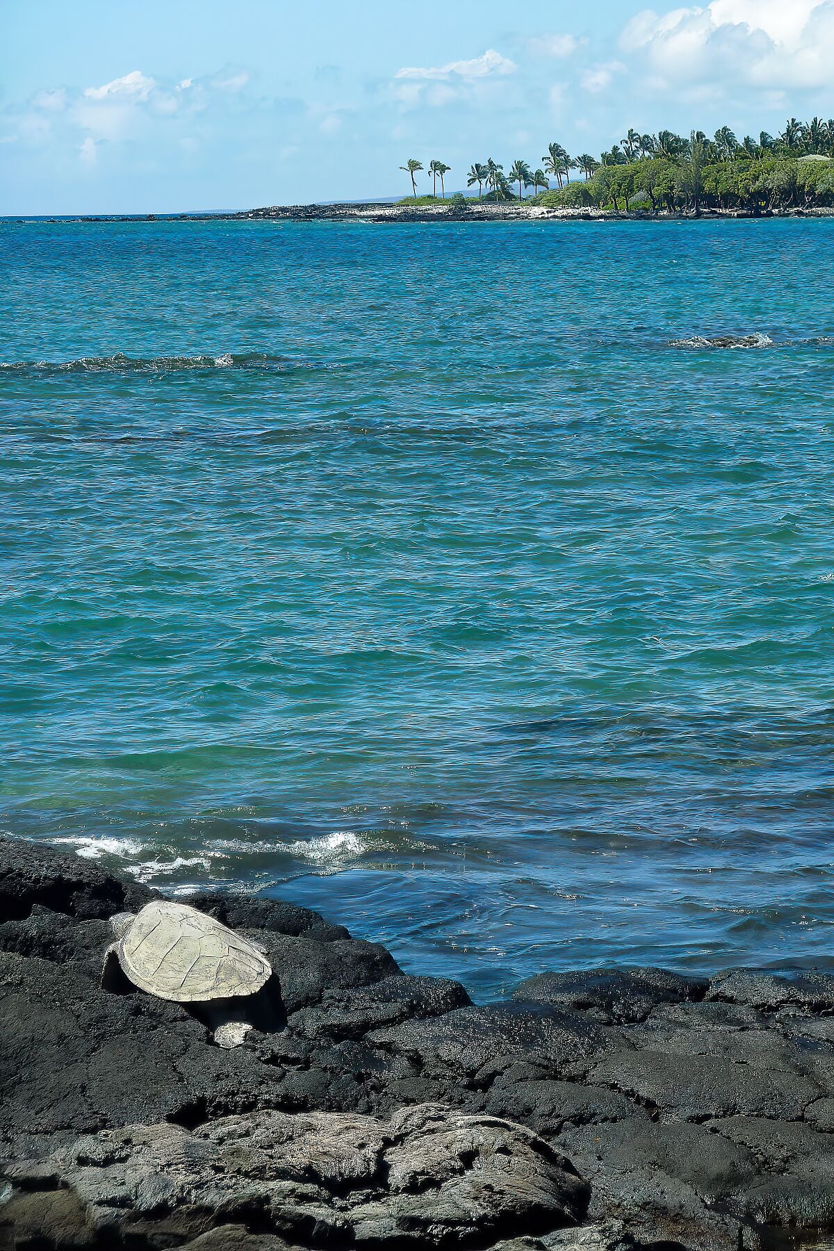Turtle resting on volcanic rocks