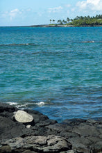 Load image into Gallery viewer, Turtle resting on volcanic rocks
