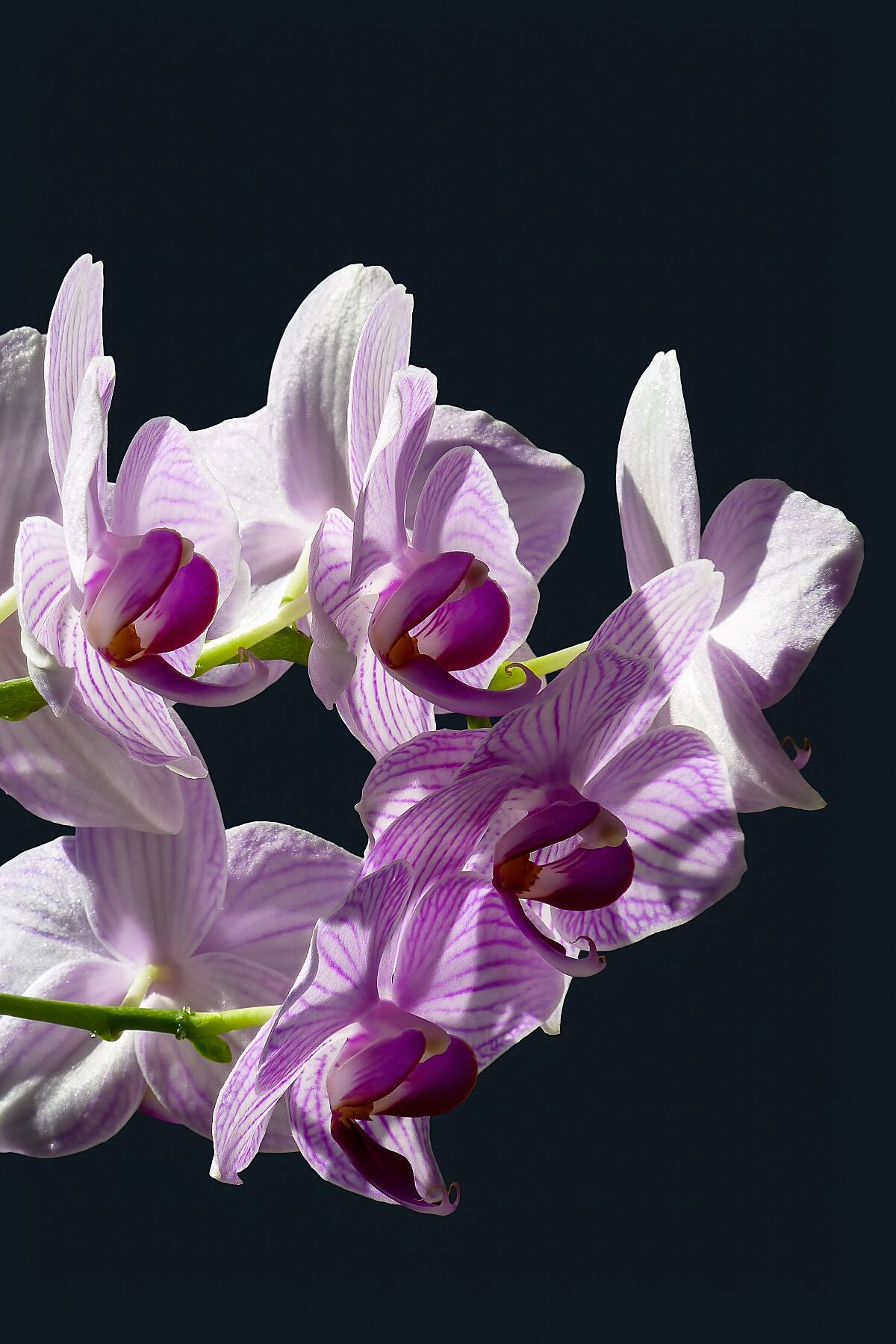 Orchidées roses et blanches en lumière VII