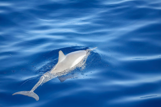 Salpicaduras de delfines