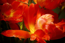 Load image into Gallery viewer, Red Parrot Tulips close up IV
