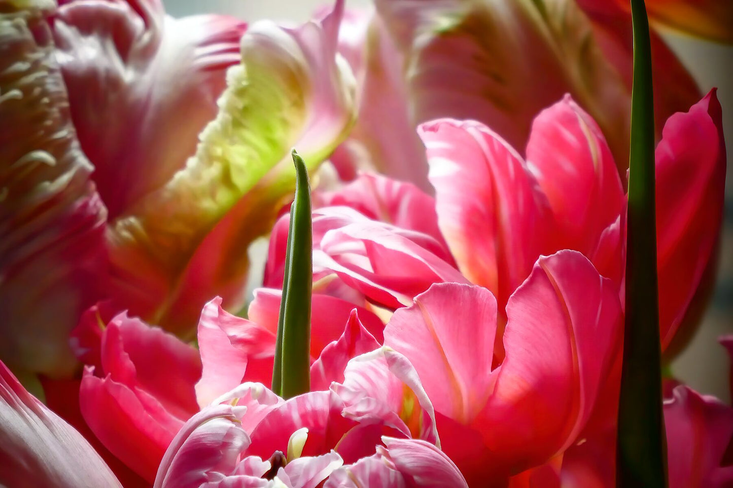 Bouquet de tulipes perroquets gros plan III