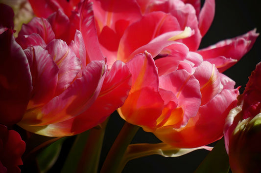 Tulipes perroquets roses gros plan VIII