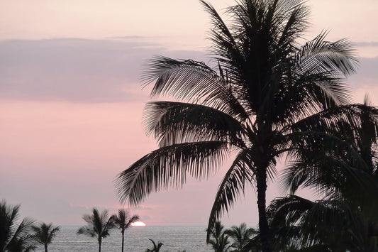 Cielo rosa con sombras de palmeras.