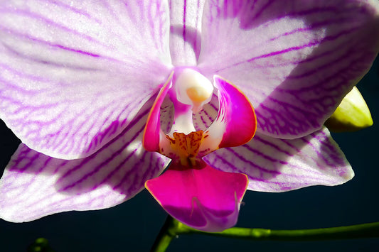 Orquídea solitaria cerrar