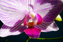 Load image into Gallery viewer, Lone Orchid close up
