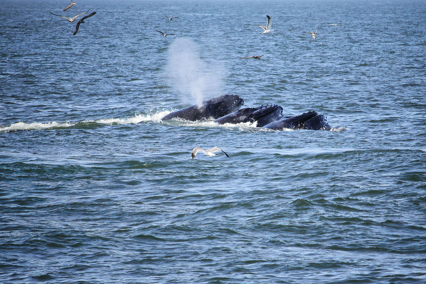 Whales trio