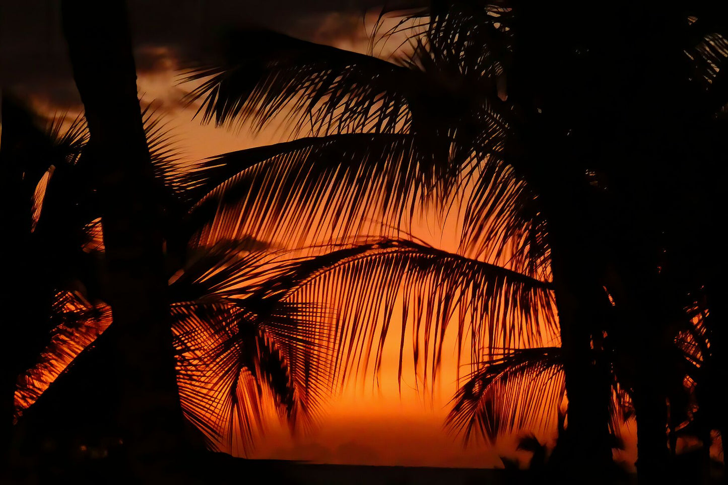 Ombres de palmiers avec ciel orange