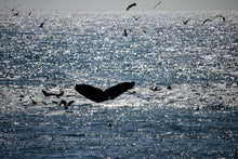 Load image into Gallery viewer, Whale tail in sun reflection
