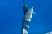 Load image into Gallery viewer, Twin dolphins
