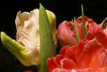 Load image into Gallery viewer, White and Pink Parrot Tulips close up II
