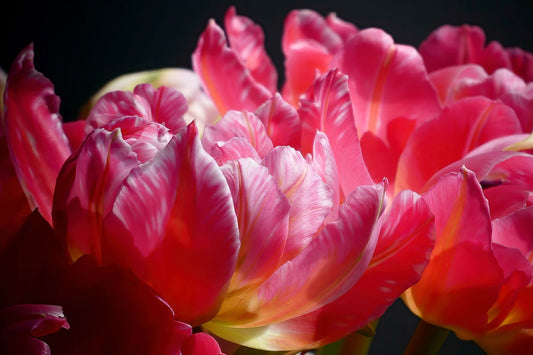 Tulipes perroquets roses gros plan VI