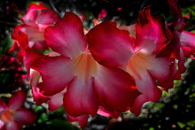 Load image into Gallery viewer, Impala Lily close up I
