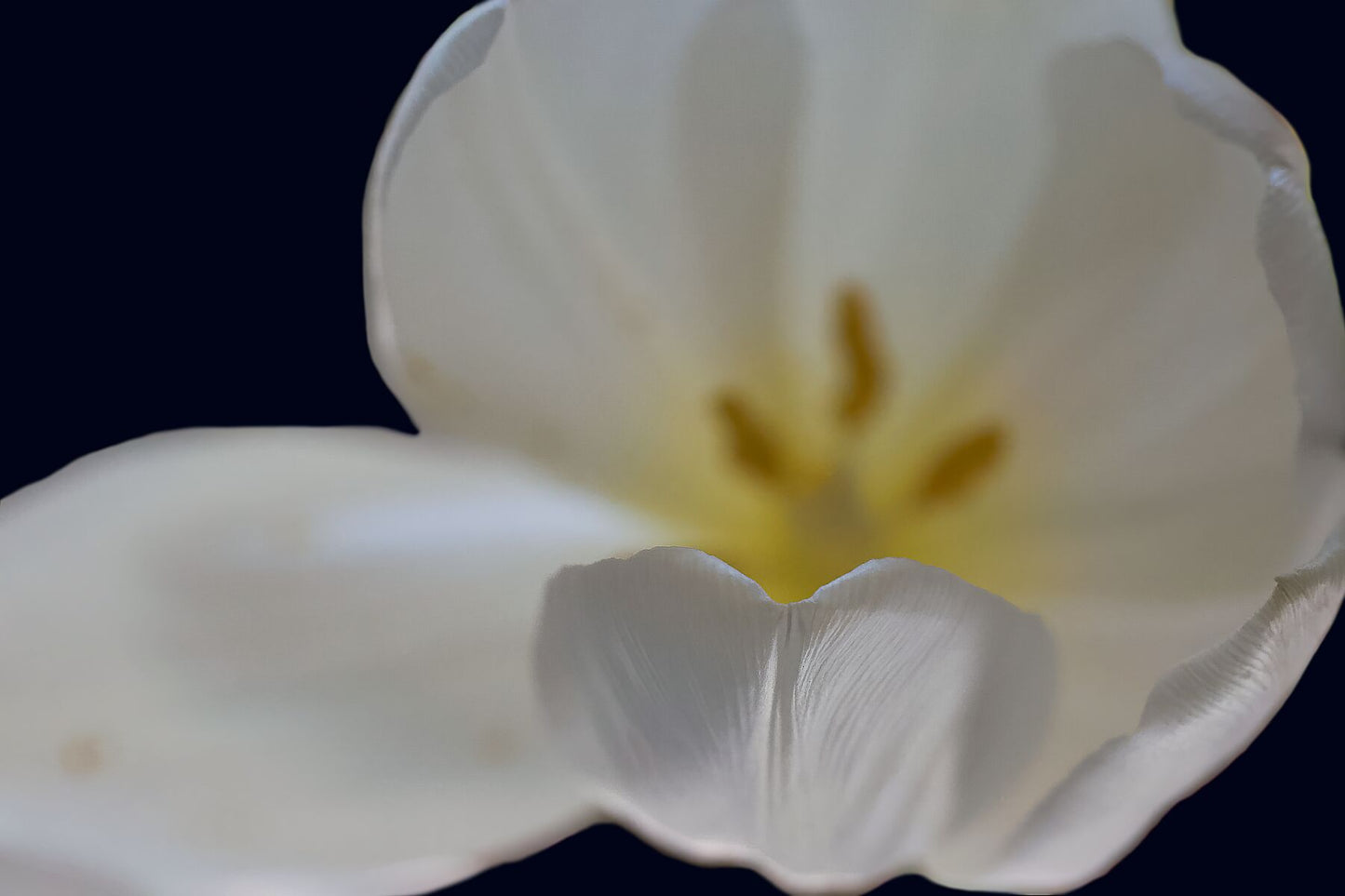 White tulip close up II