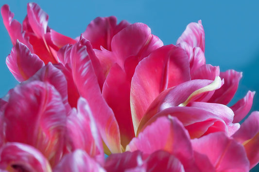 Pétales de tulipes perroquets roses gros plan II