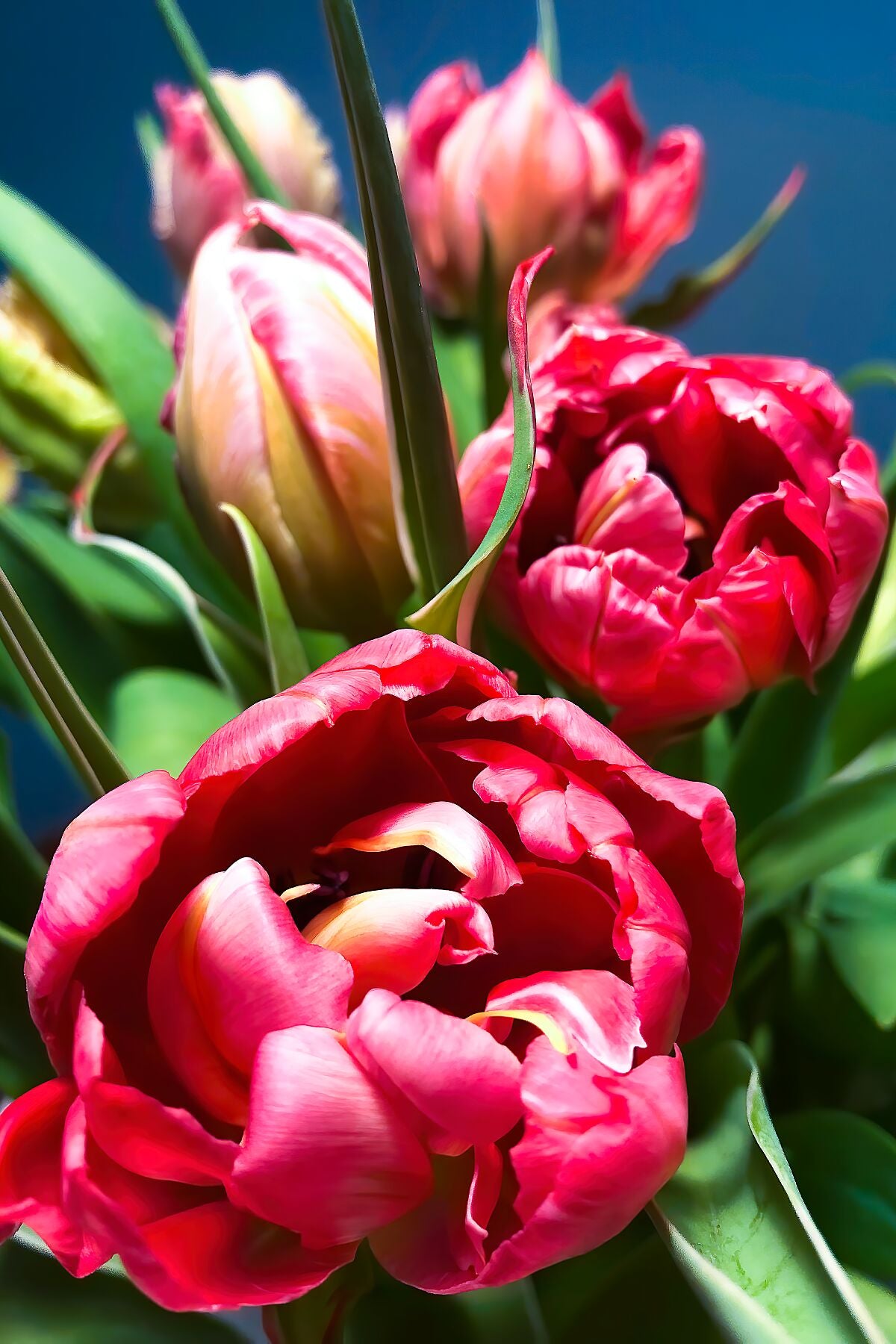 Bouquet de tulipes rouges gros plan II
