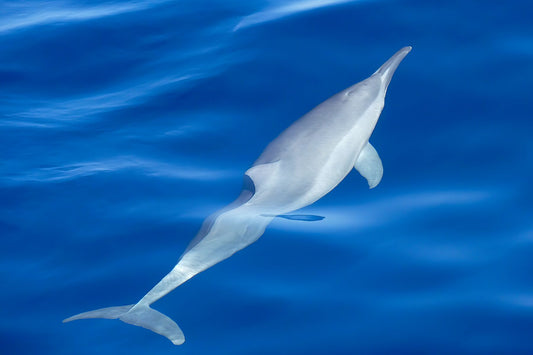 delfín solitario