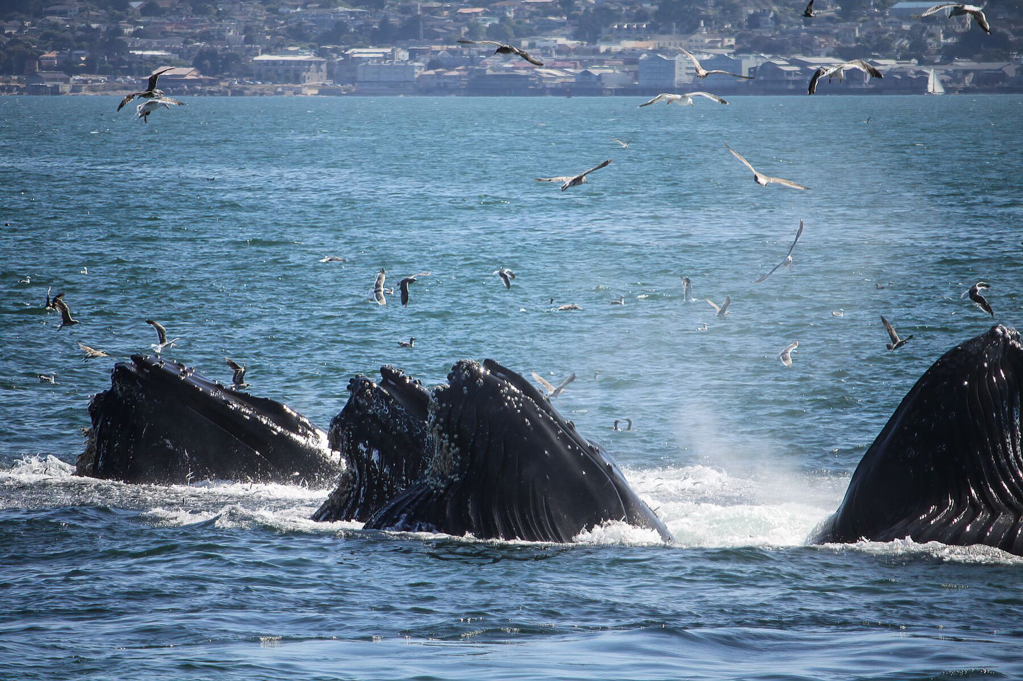 Baleines se nourrissant dans la baie de Monterey