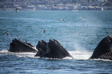 Load image into Gallery viewer, Whales feeding in Monterey Bay
