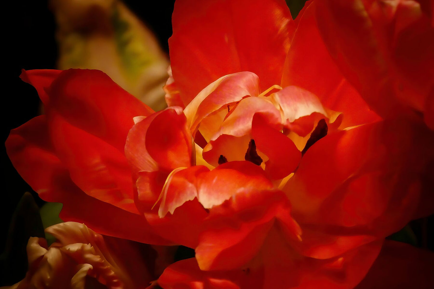 Red Tulip close up III