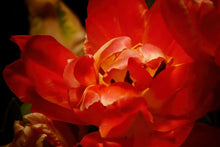 Load image into Gallery viewer, Red Tulip close up III
