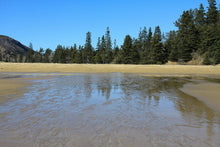 Load image into Gallery viewer, Trees reflecting on a beach in Acadia
