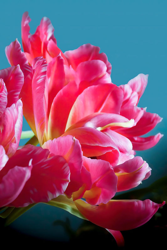 Ramo de tulipanes loro rosa a la luz del sol de cerca