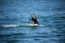 Load image into Gallery viewer, Whale tail going underwater I
