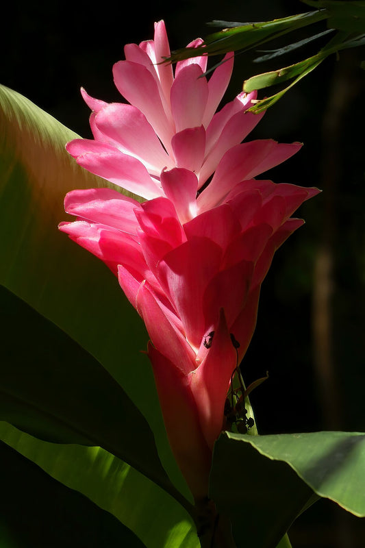 Flor de jengibre roja y rosa jugando con el sol